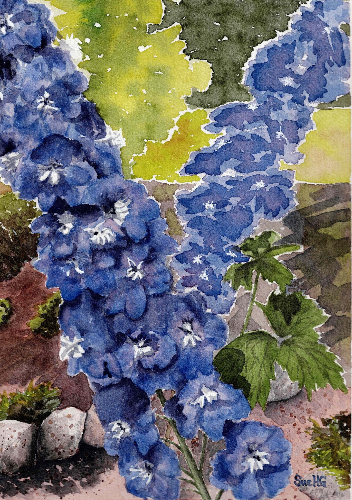 Delphinium