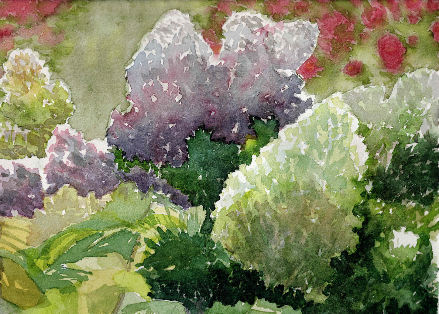 Hydrangeas