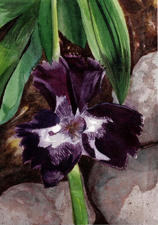 Iris